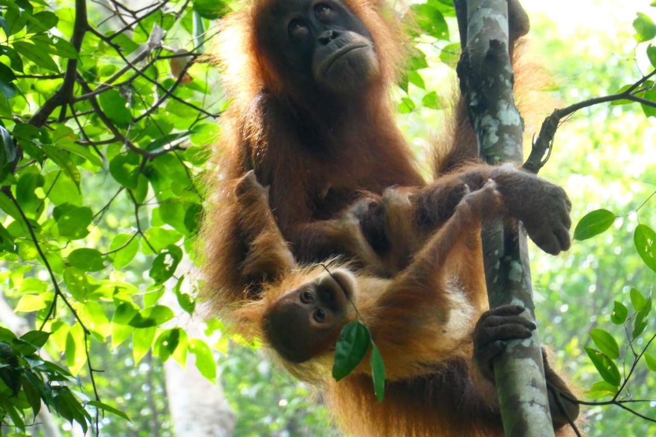 Sumatra Orangutan Discovery Villa Bukit Lawang Ngoại thất bức ảnh