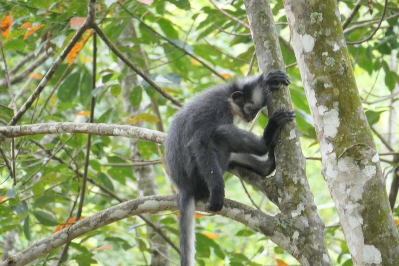 Sumatra Orangutan Discovery Villa Bukit Lawang Ngoại thất bức ảnh