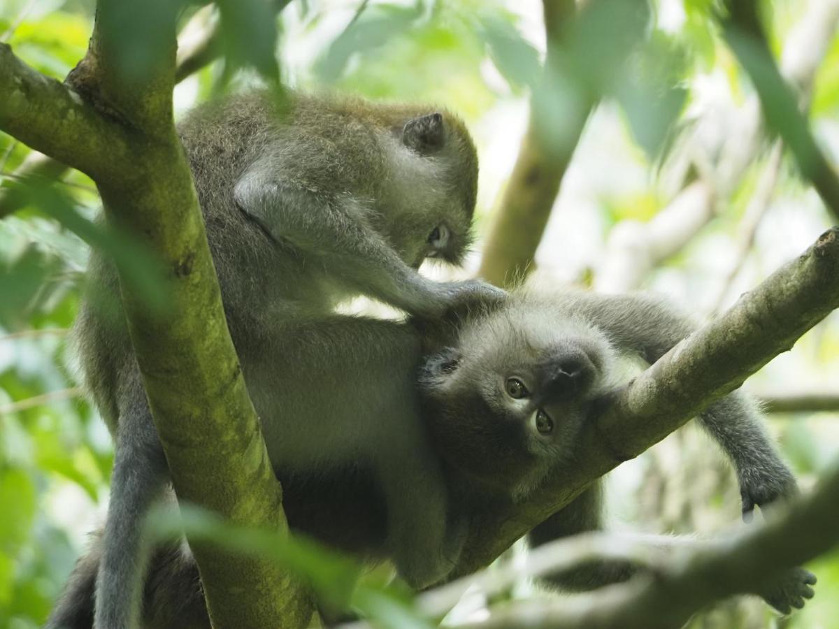 Sumatra Orangutan Discovery Villa Bukit Lawang Ngoại thất bức ảnh