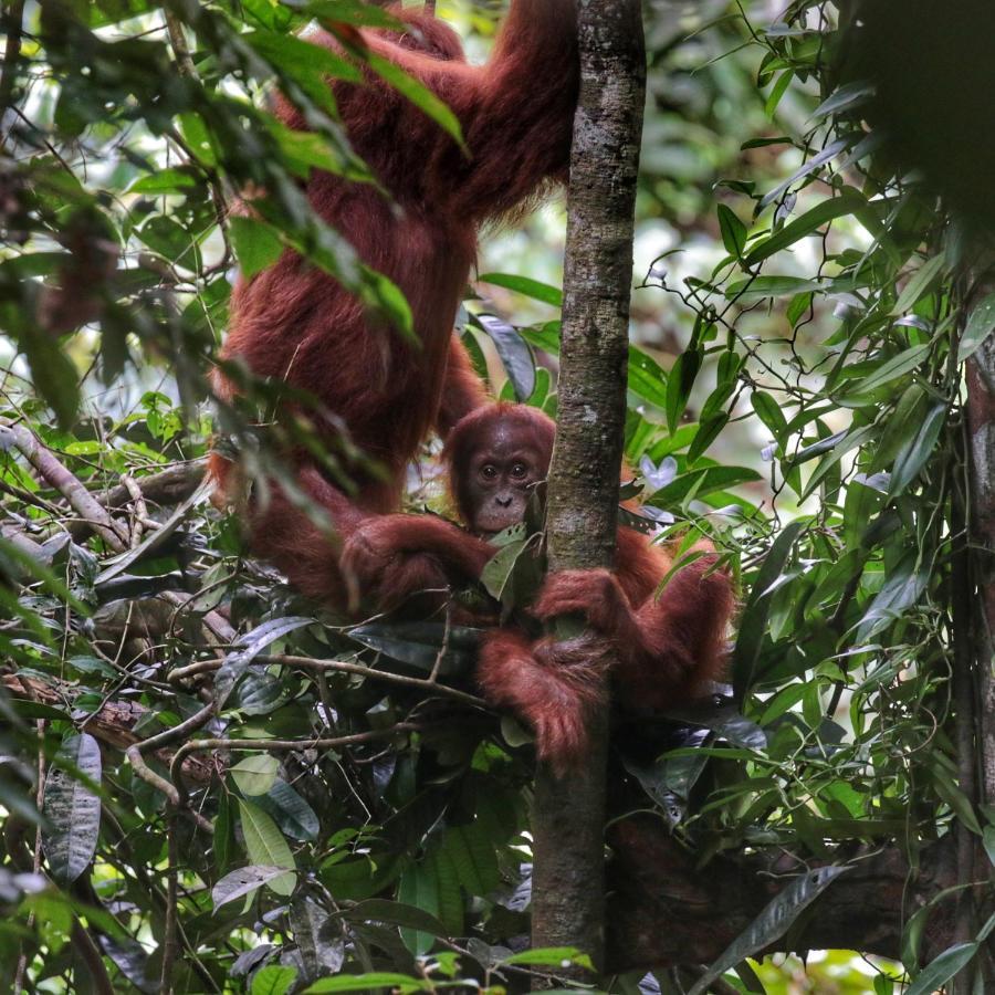 Sumatra Orangutan Discovery Villa Bukit Lawang Ngoại thất bức ảnh